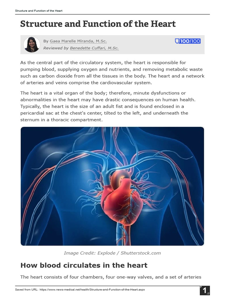 Structure and Function of The Heart | PDF | Heart | Atrium (Heart)