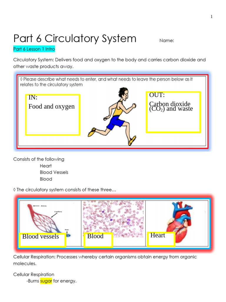 Circulatory system | PDF | Blood | Heart