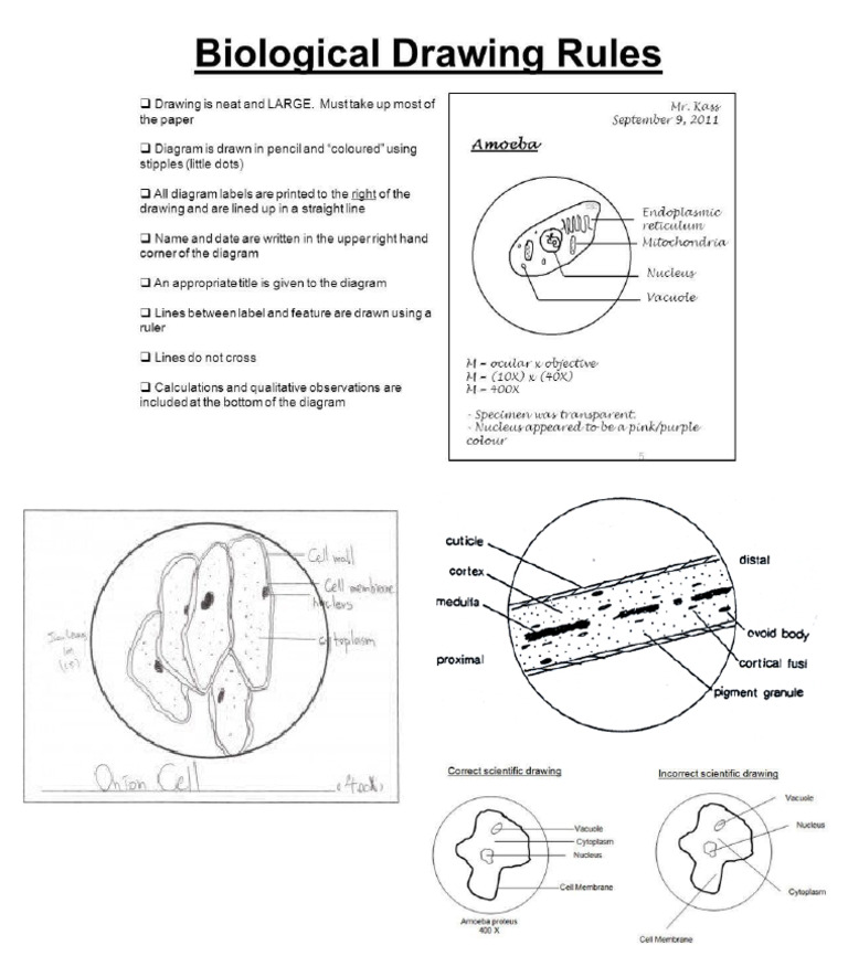 Biological Drawing | PDF