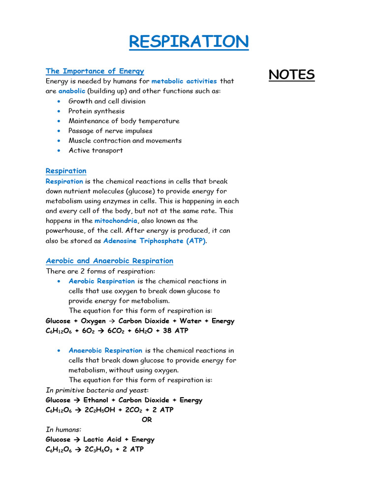 Respiration and Gas Exchange in Humans | PDF | Cellular Respiration ...