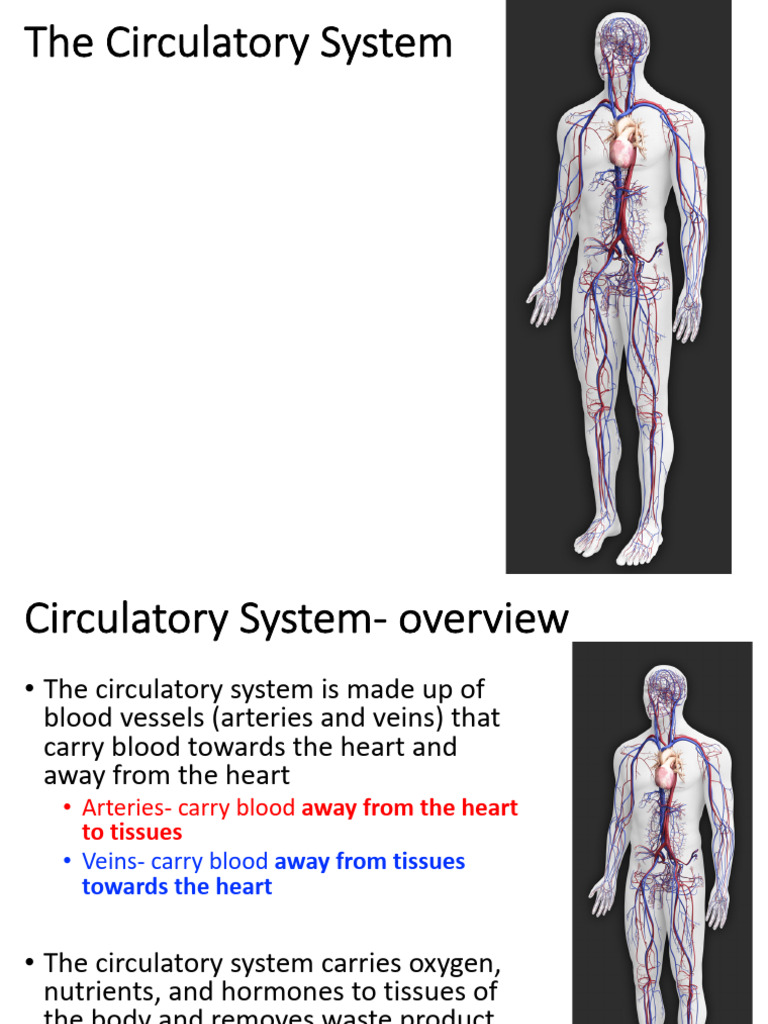 Hsta 2020 Anatomy Module PDF Circ Sys 3 | PDF | Circulatory System | Heart