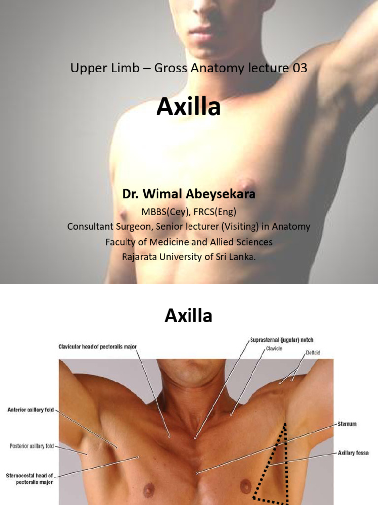 03 S1-UL 3-4-Axilla and Breast | PDF