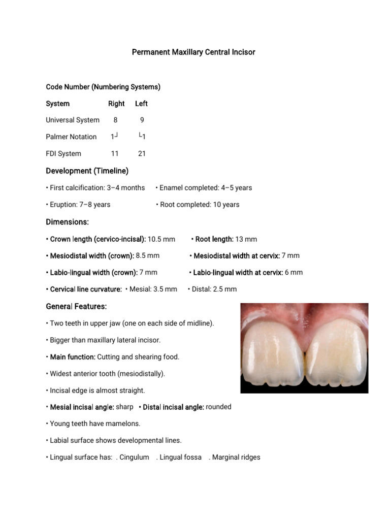 Permanent Maxillary Central Incisor | PDF | Dental Anatomy | Tooth