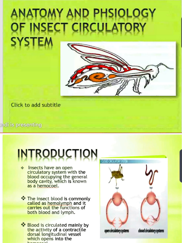 Circulatory System | PDF