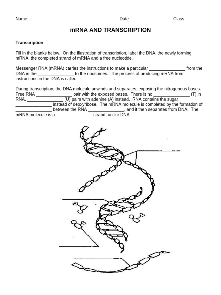 Mrna and Transcription | PDF | Amino Acid | Genetic Code