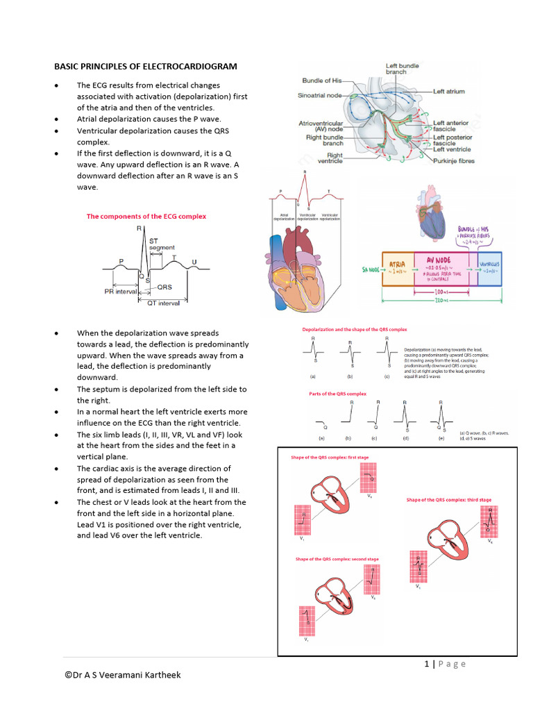 Ecg Basics | PDF | Electrocardiography | Heart