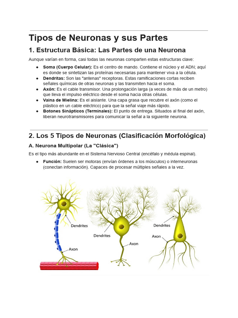 Tipos de Neuronas y Sus Partes - Documentos de Google | PDF | Neurona ...