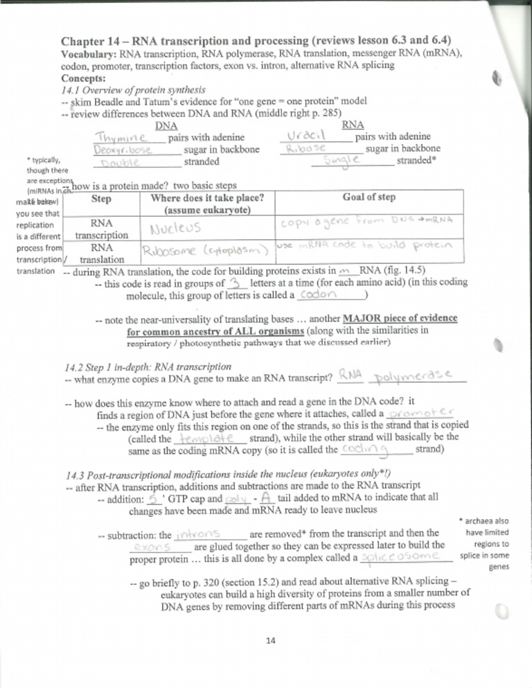 RNA Transcription and Processing Student Key | PDF