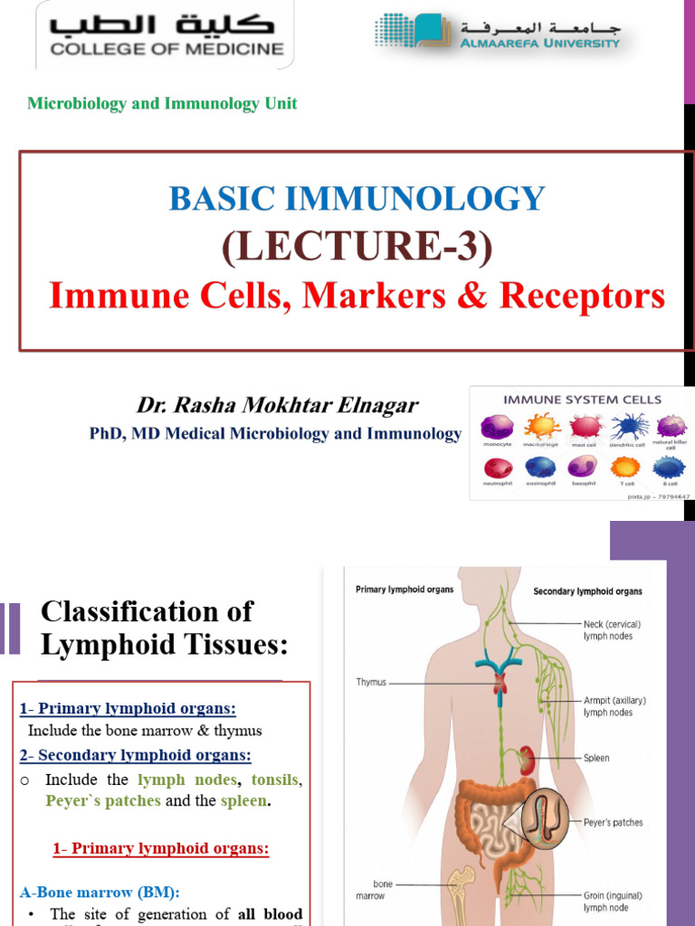 Immunology Lecture 3-Immune Cells, Markers and Receptors | PDF | T Cell ...