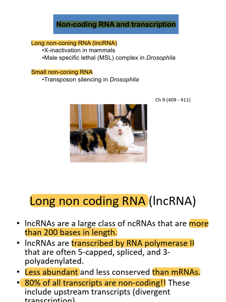 11 - Non-Coding RNA and Transcription | PDF | Gene Expression ...