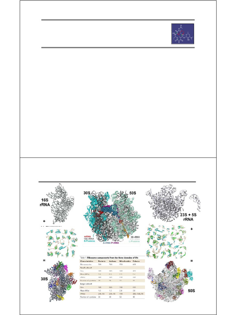 259 Lecture 10 2008 | PDF | Ribosome | Ribosomal Rna