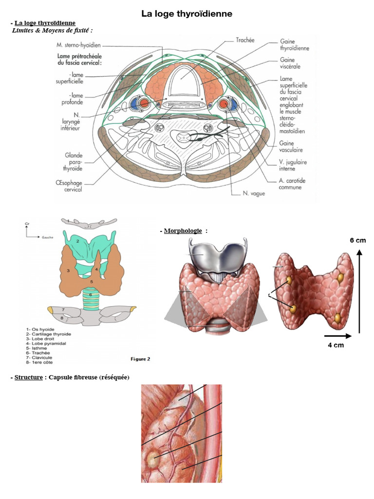 Loge Thyroidienne | PDF