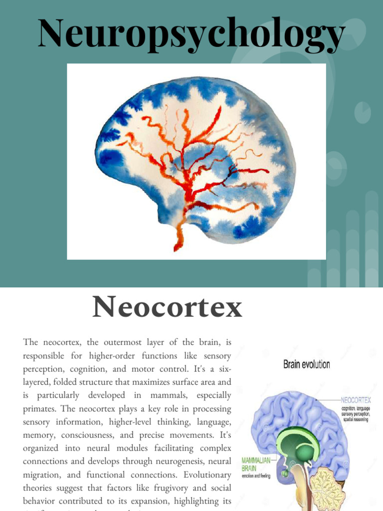Neuropsychology | PDF | Lateralization Of Brain Function | Brain