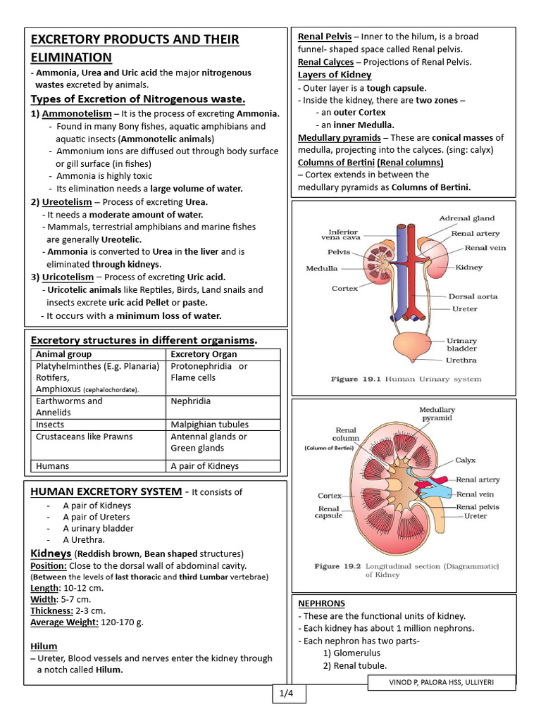 07- Excretory Products and Their Elimination | PDF | Kidney | Urinary ...