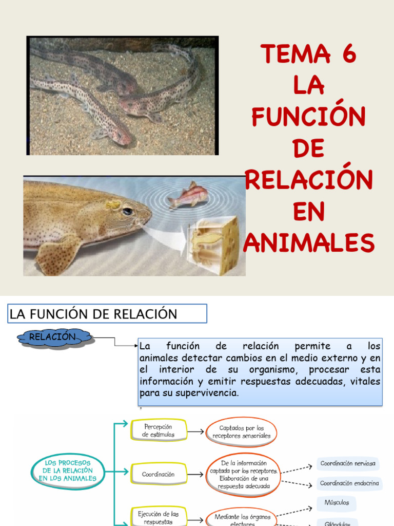 Tema 6 Función de Relacion Animales | PDF | Sistema nervioso | Médula ...