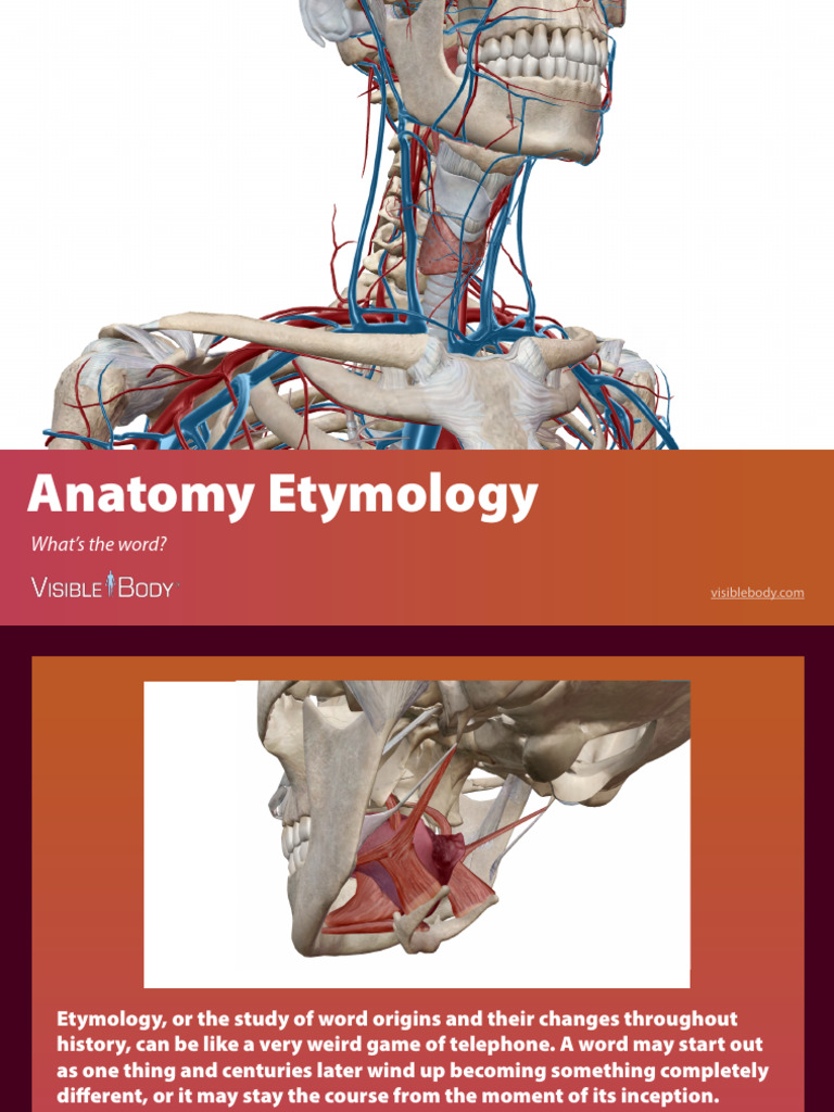 VisibleBody Anatomy Etymology | PDF | Muscle | Tendon
