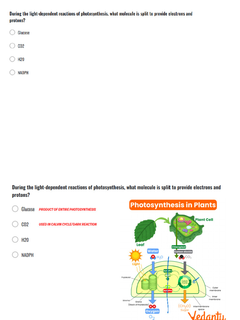 USTET (Photosynthesis and Respiration) | PDF | Cellular Respiration ...