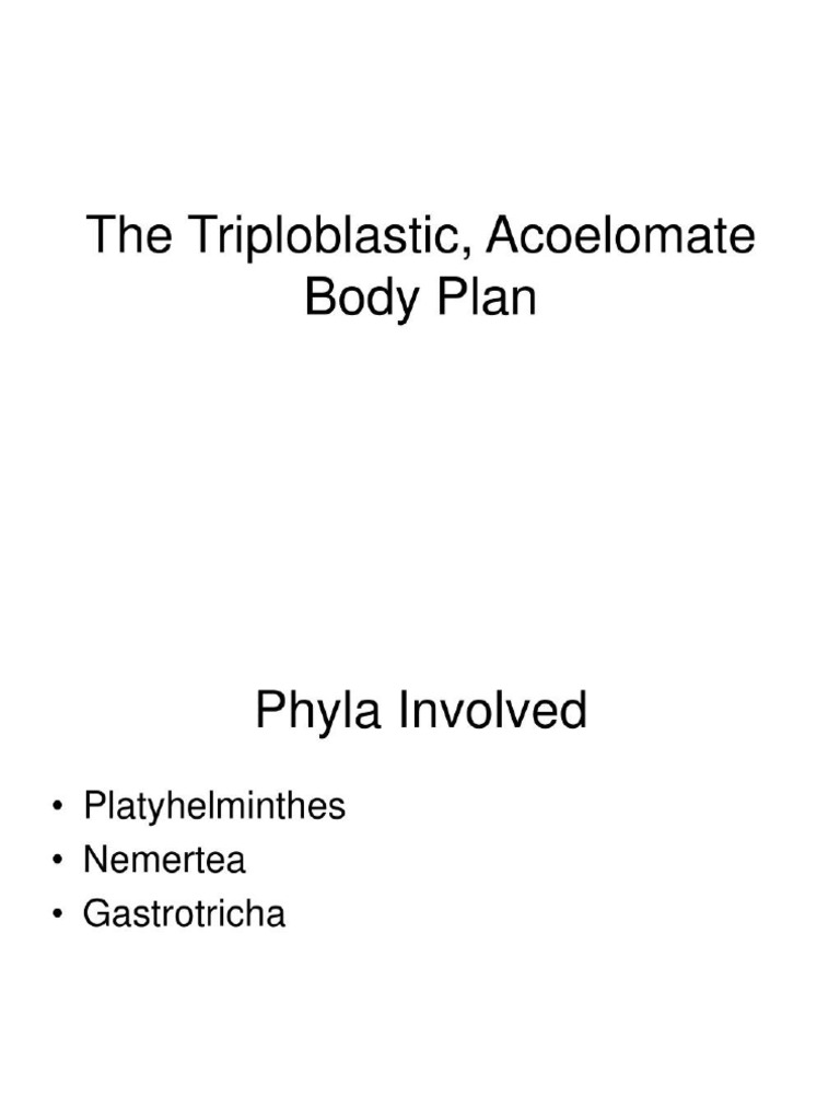 The Triploblastic Acoeclomate Body Plan | PDF