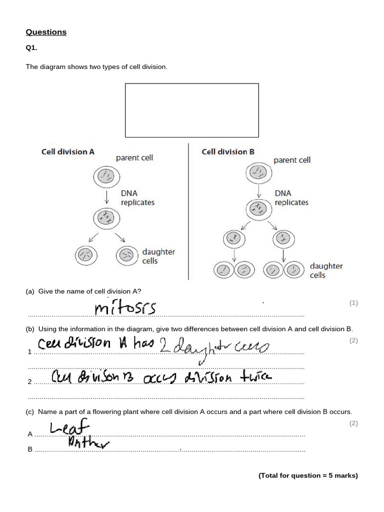 Cell Division Worksheet | PDF | Mitosis | Meiosis