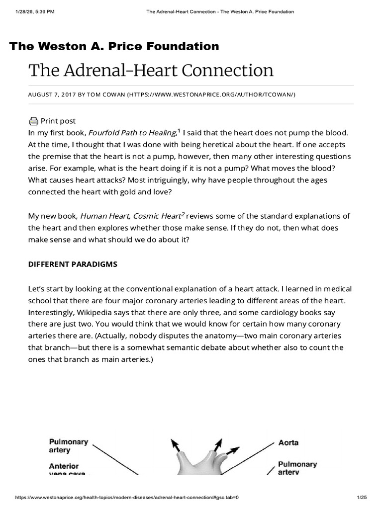 The Adrenal-Heart Connection - The Weston a. Price Foundation | PDF ...