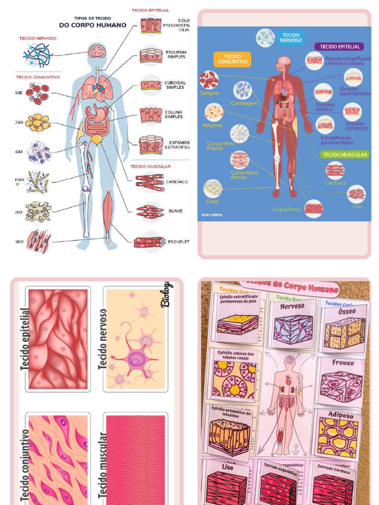 Internal Organs Simple Flashcard | PDF