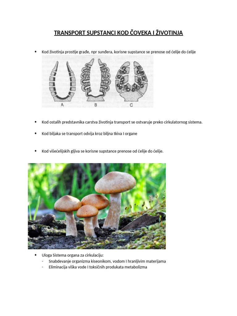 Biologija TRANSPORT SUPSTANCI KOD COVEKA I ZIVOTINJA | PDF