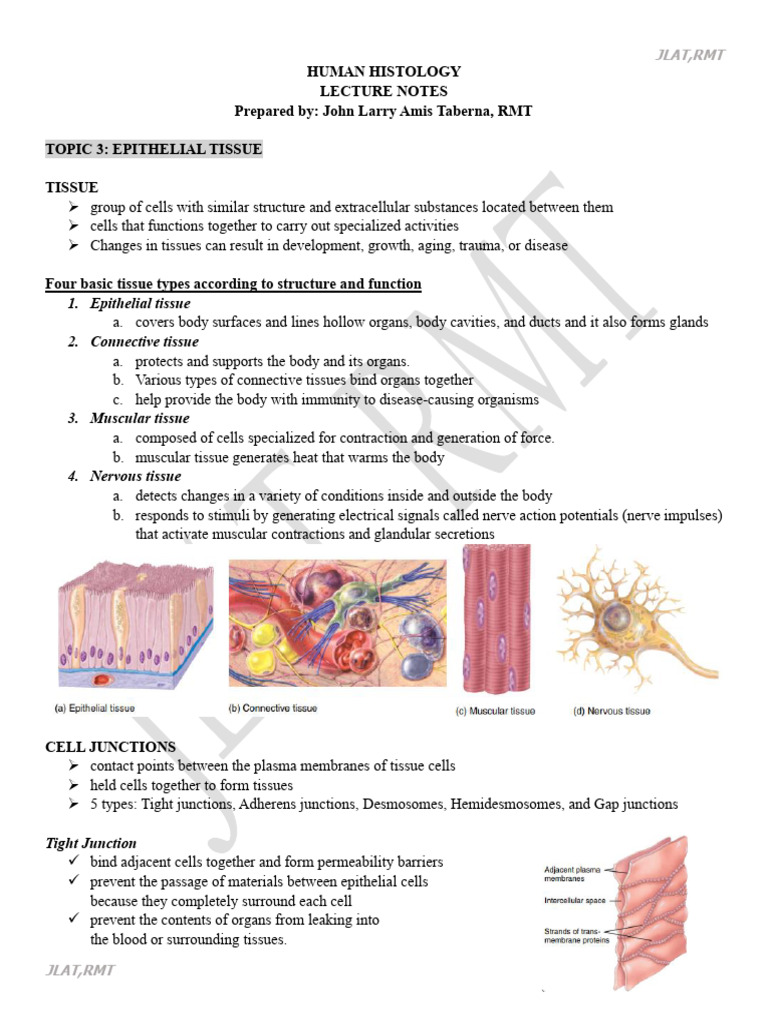 Topic 3 4 Histology | PDF | Epithelium | Connective Tissue