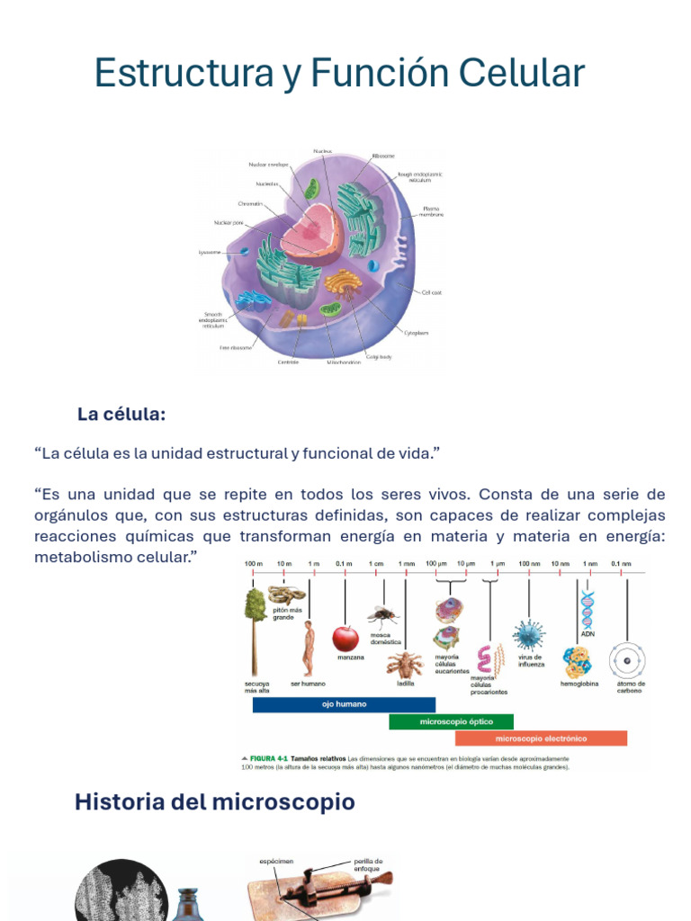 Estructura y Función Celular | PDF | Citoplasma | Biología Celular)