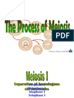 The Process of Meiosis