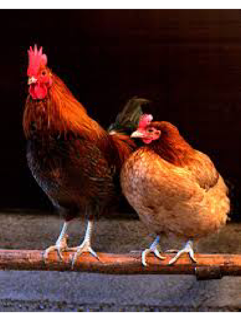 Ayam 2 | PDF