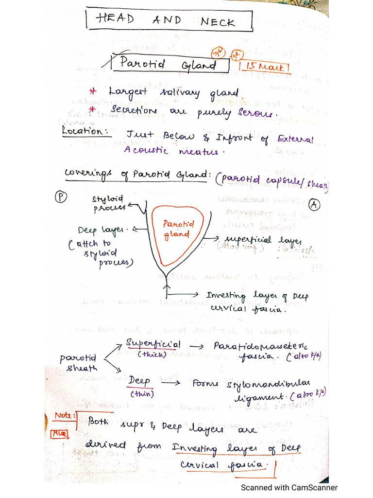 Head and Neck Part 1 | PDF