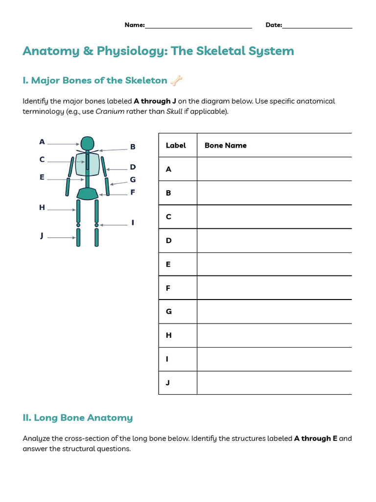 Skeleton, Bones and Joints | PDF | Bone | Osteoblast