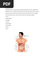 Gastrointestinal Root Words and Terms | PDF | Gastrointestinal Tract ...