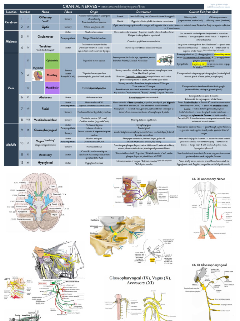 CRANIAL NERVES Table Summary | PDF | Human Anatomy | Human Head And Neck