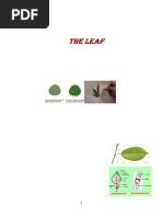 Types and Venation of Leaves | PDF | Leaf | Plant Morphology