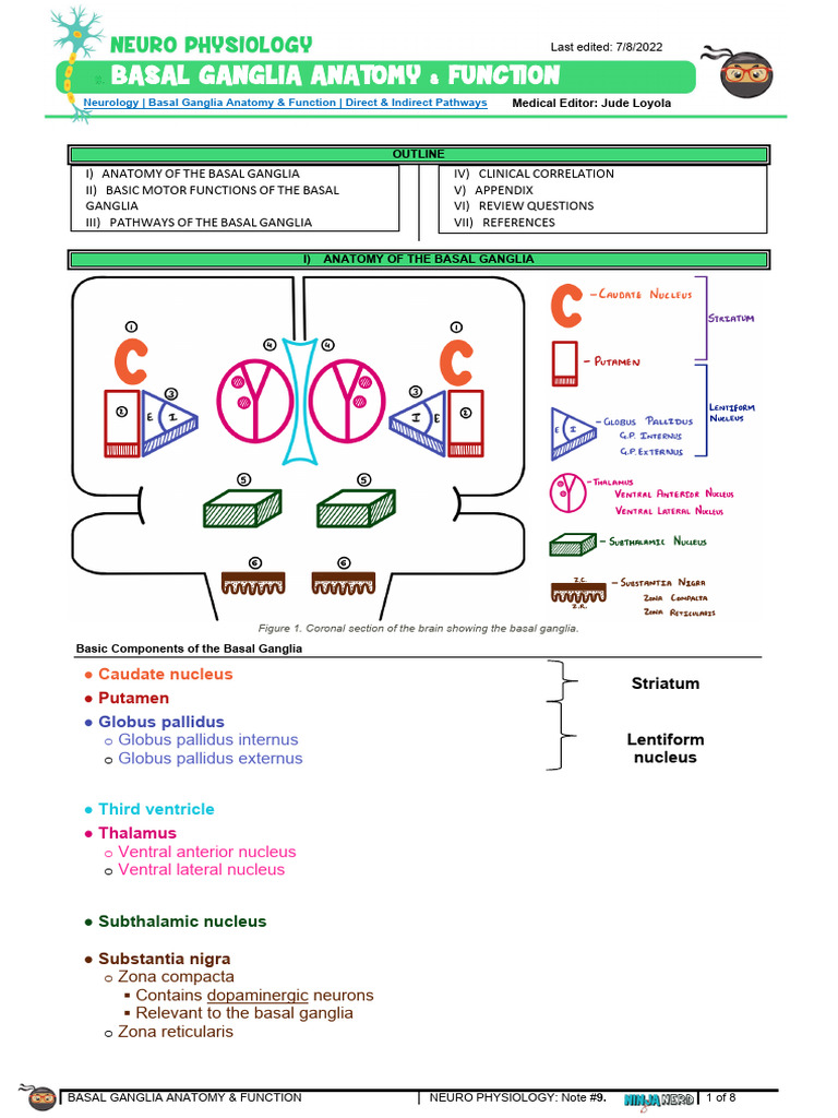 Basal Ganglia Anatomy & Function Direct & Indirect Pathways Atf | PDF ...