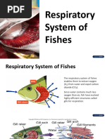 Fish Respiratory System Explained | PDF | Gill | Respiratory System