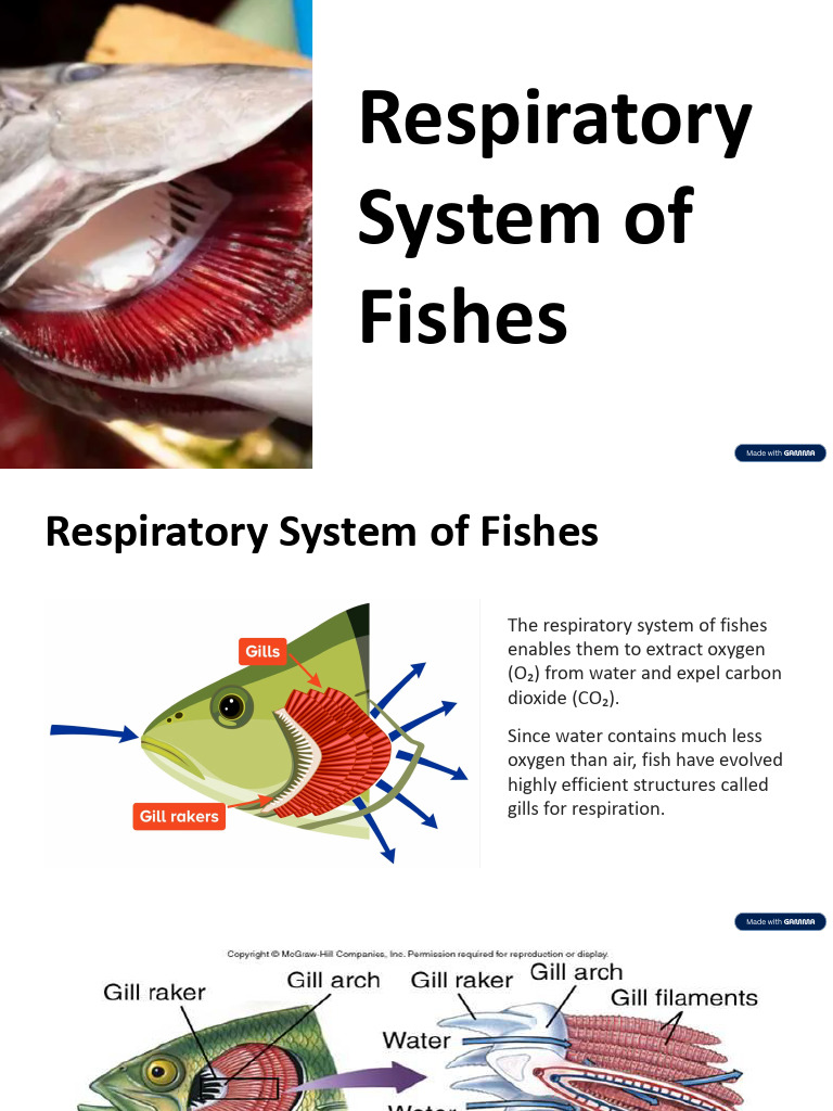 4 Respiratory System of Fishes | PDF | Gill | Respiratory System