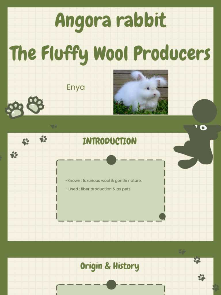 Angora Rabbit | PDF