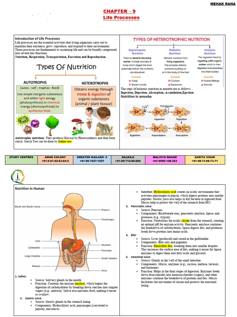 Life Processes Class 10th | PDF | Digestion | Stomach