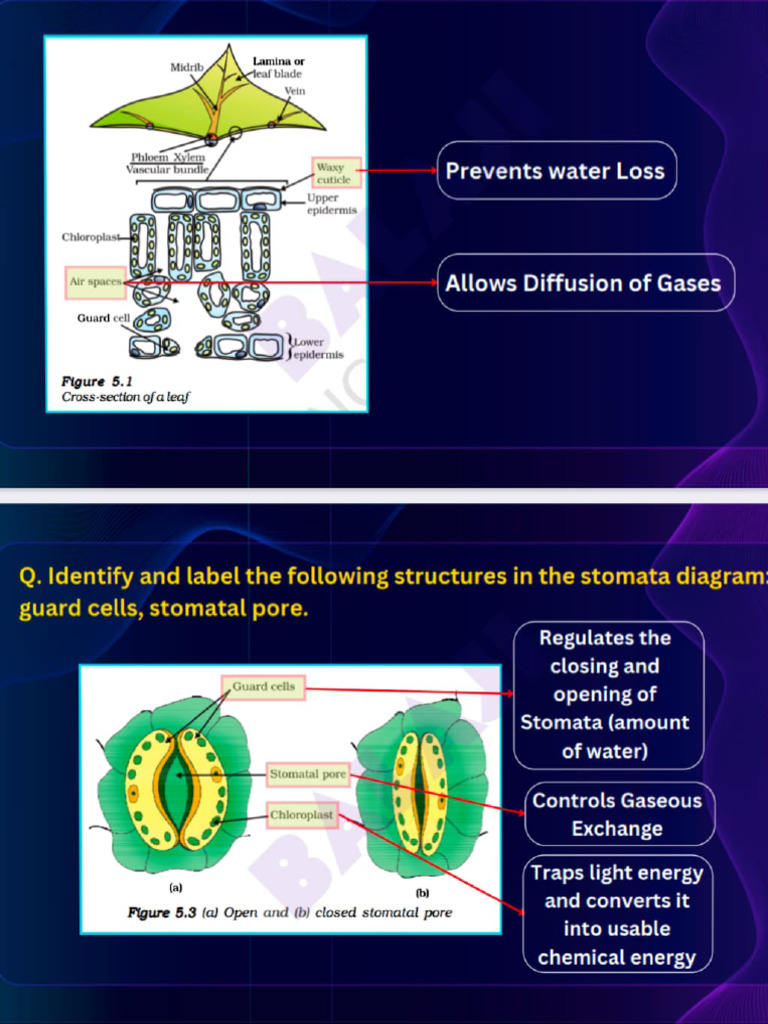CH 5 Life Processes Diagram Based Questions. | PDF | Lung | Kidney