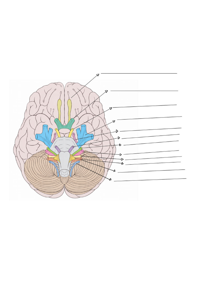 NeuroanatopdfPDF_260302_175645 | PDF
