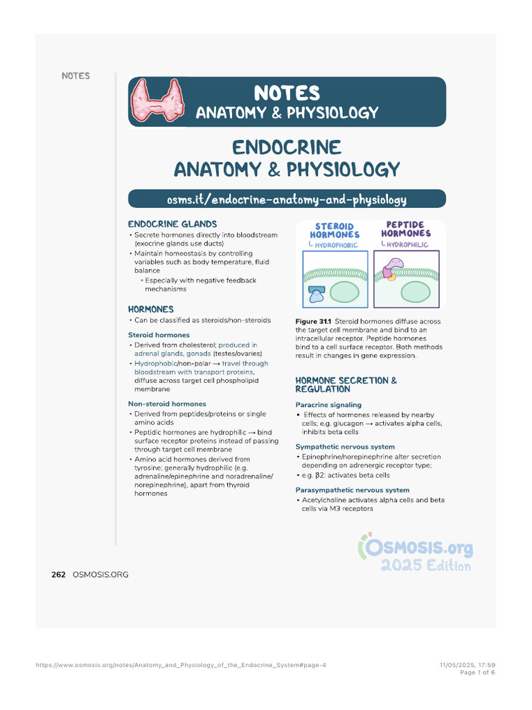Anatomy and Physiology of the Endocrine System Notes- Diagrams ...