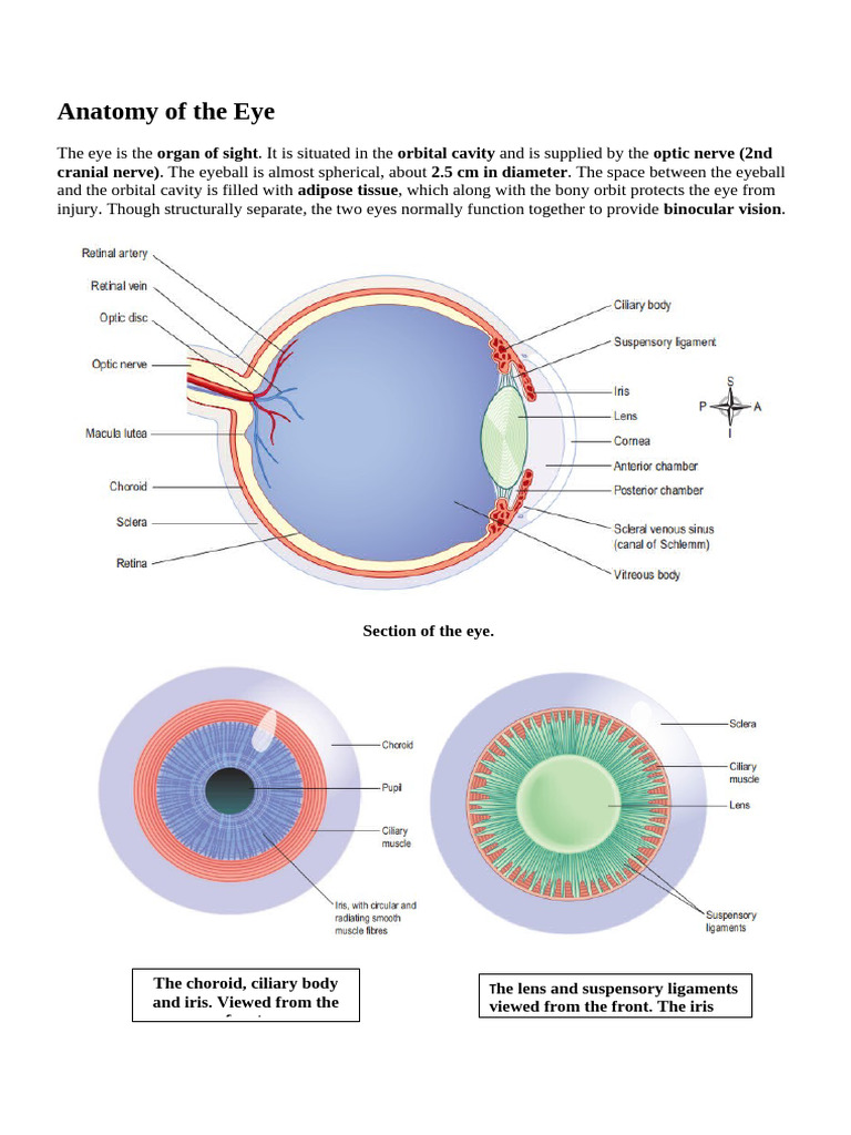 Eye | PDF
