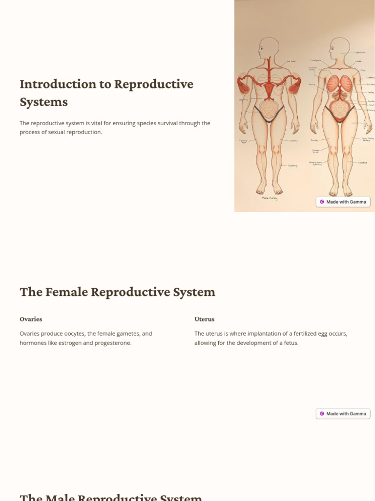 Introduction To Reproductive Systems | PDF | Reproductive System ...