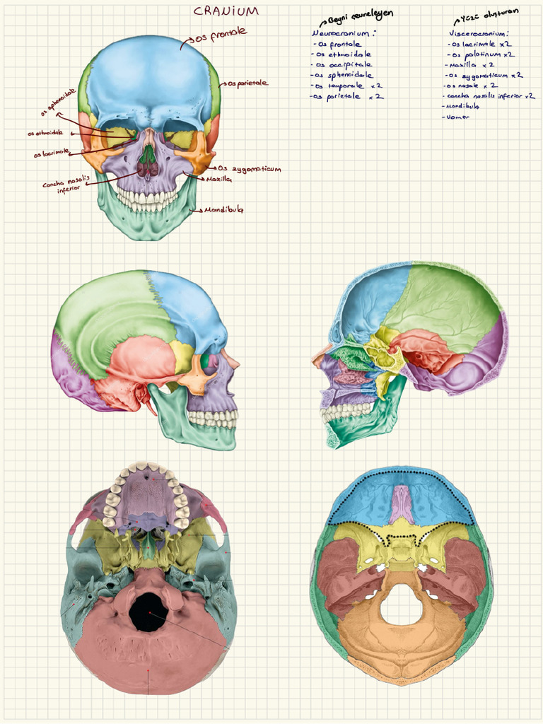 Cranium | PDF