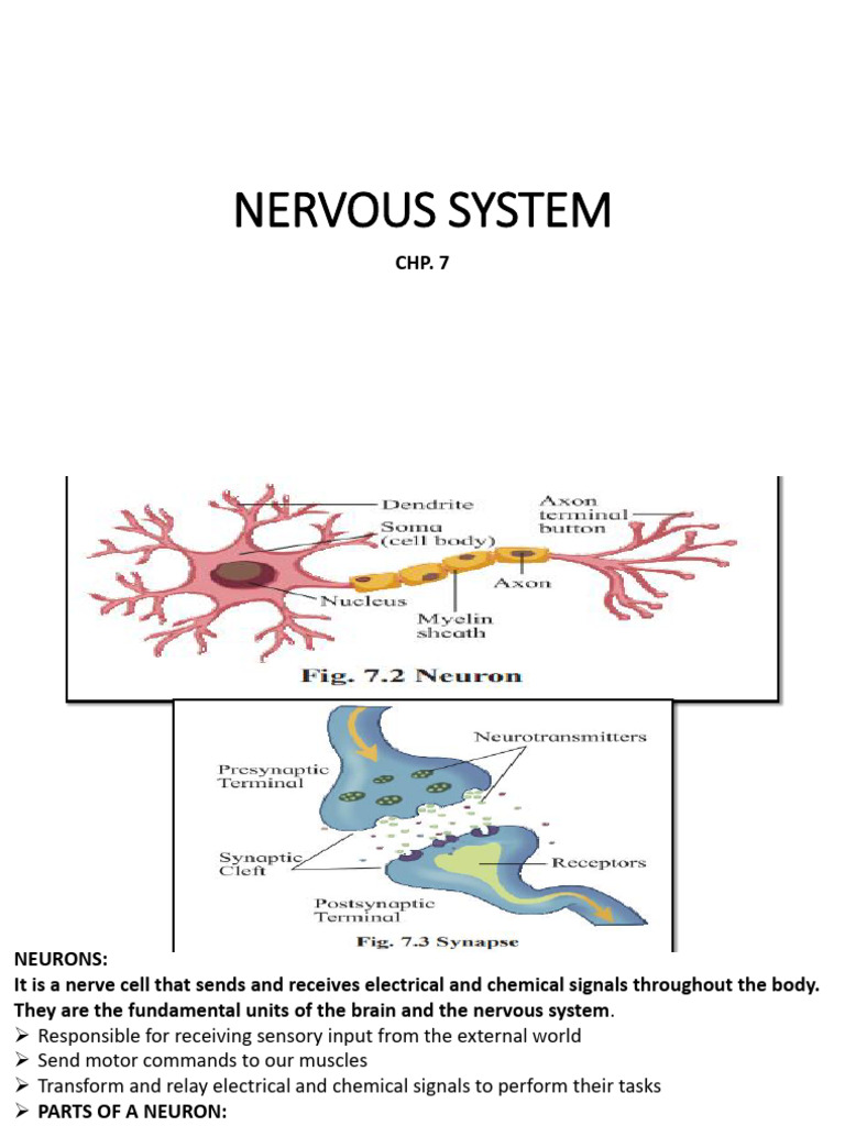 11-NERVOUS SYSTEM | PDF | Brain | Neuron