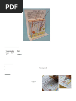 How to Create a Skin Model Step-by-Step | PDF | Skin | Organ (Anatomy)