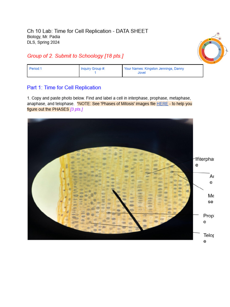 CH 10 Lab - Time For Cell Replication - DATA SHEET | PDF | Mitosis ...