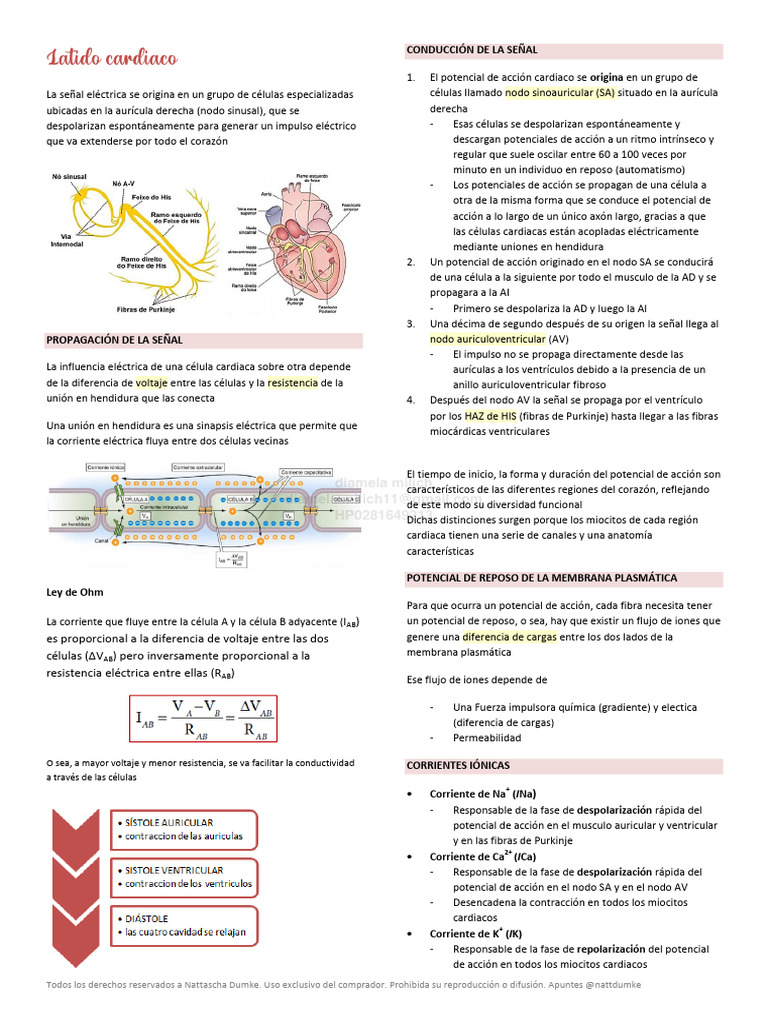 8 - Latido y Ecg | PDF | Potencial de acción | Corazón